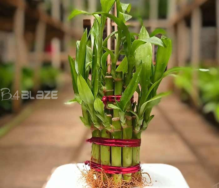 Bamboo-plant